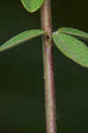 Hairy small-leaf ticktrefoil